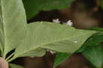 Fourleaf milkweed